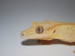 Con células madre, regeneran una cola perfecta de lagarto por primera vez en 250 millones de años Un lagarto gecko con la cola cortada puede regenerarla, pero el reemplazo es una copia imperfecta del original
