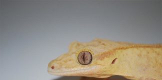 Con células madre, regeneran una cola perfecta de lagarto por primera vez en 250 millones de años Un lagarto gecko con la cola cortada puede regenerarla, pero el reemplazo es una copia imperfecta del original