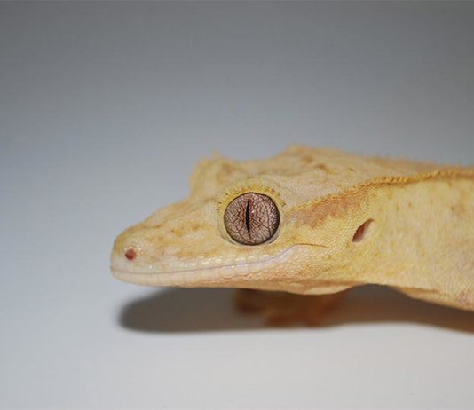 Con células madre, regeneran una cola perfecta de lagarto por primera vez en 250 millones de años Un lagarto gecko con la cola cortada puede regenerarla, pero el reemplazo es una copia imperfecta del original