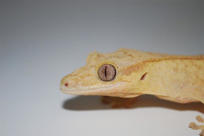 Un lagarto gecko con la cola cortada puede regenerarla, pero el reemplazo es una copia imperfecta del original Un lagarto gecko con la cola cortada puede regenerarla, pero el reemplazo es una copia imperfecta del original