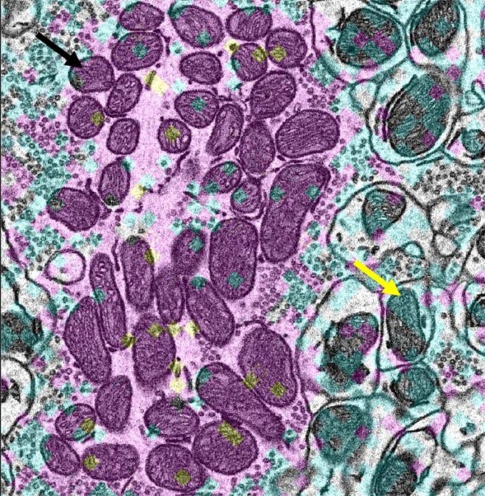 Grupos de mitocondrias longevas en neuronas