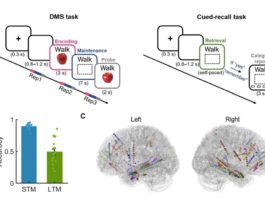 Los recuerdos pasan por muchas etapas de transformación a medida que se codifican, según un estudio Protocolo experimental, desempeño conductual y estrategia de análisis en el almacenado de recuerdos