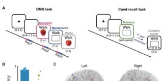 Los recuerdos pasan por muchas etapas de transformación a medida que se codifican, según un estudio Protocolo experimental, desempeño conductual y estrategia de análisis en el almacenado de recuerdos