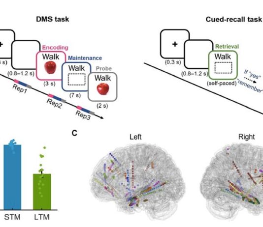 Los recuerdos pasan por muchas etapas de transformación a medida que se codifican, según un estudio Protocolo experimental, desempeño conductual y estrategia de análisis en el almacenado de recuerdos