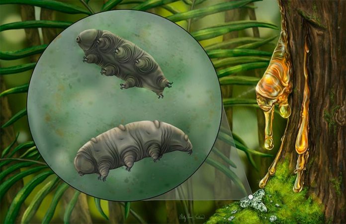 Reconstrucción artística del tardígrado Paradoryphoribius chronocaribbeus en musgos