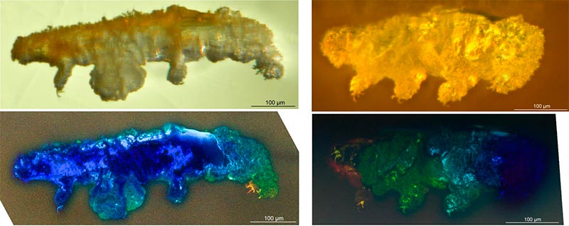 Diferentes visiones del tardígrado Paradoryphoribius chronocaribbeus Diferentes visiones del tardígrado Paradoryphoribius chronocaribbeus
