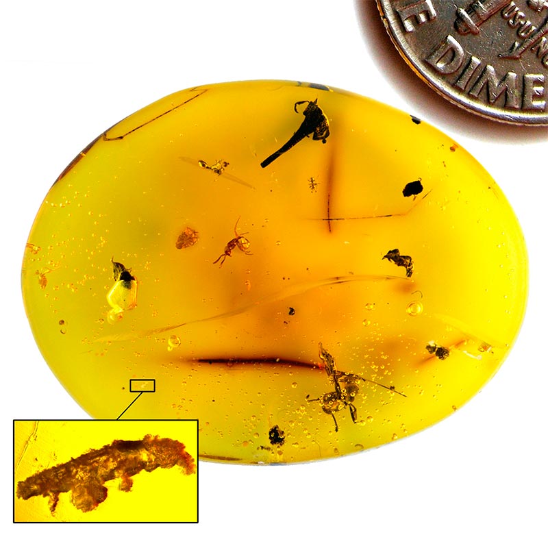 Ámbar dominicano que contiene Paradoryphoribius chronocaribbeus gen. et. sp. nov. (en la caja), imagen de diez centavos de dólar añadida digitalmente para comparar el tamaño. El ámbar también contiene tres hormigas, un escarabajo y una flor