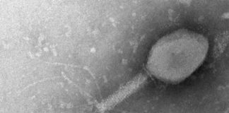Intentan explotar el sistema de defensa de las bacterias para protegernos de virus Virus bacteriófago