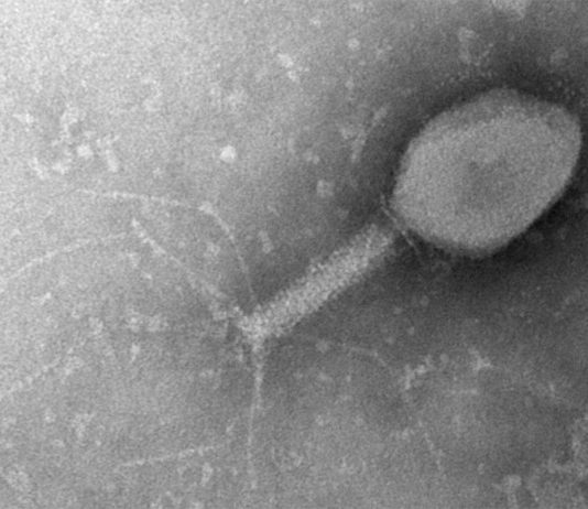 Intentan explotar el sistema de defensa de las bacterias para protegernos de virus Virus bacteriófago