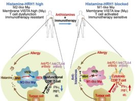 Los antihistamínicos pueden influir en la respuesta de la inmunoterapia al mejorar la activación de las células T Los antihistamínicos pueden influir en la respuesta de la inmunoterapia al mejorar la activación de las células T
