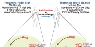 Los antihistamínicos pueden influir en la respuesta de la inmunoterapia al mejorar la activación de las células T Los antihistamínicos pueden influir en la respuesta de la inmunoterapia al mejorar la activación de las células T