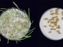 Nueva cebada modificada genéticamente que podría mejorar la cerveza y hacerla más resistente al cambio climático La germinación en la cebada no mutada fue casi completa, mientras que la cebada editada genéticamente no germinó en absoluto. Esto muestra que la cebada editada genéticamente había estado inactiva durante más tiempo