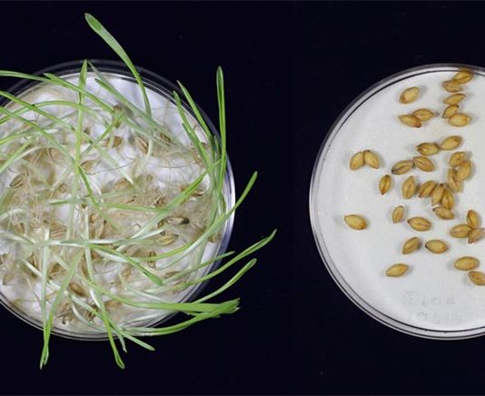 Nueva cebada modificada genéticamente que podría mejorar la cerveza y hacerla más resistente al cambio climático La germinación en la cebada no mutada fue casi completa, mientras que la cebada editada genéticamente no germinó en absoluto. Esto muestra que la cebada editada genéticamente había estado inactiva durante más tiempo
