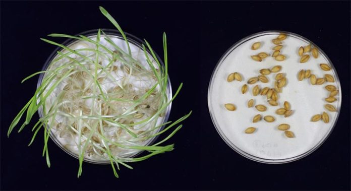 La germinación en la cebada no mutada fue casi completa, mientras que la cebada editada genéticamente no germinó en absoluto. Esto muestra que la cebada editada genéticamente había estado inactiva durante más tiempo