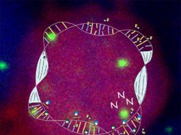 La proteína PARP1 podría ser la responsable de llamarnos al sueño para reparar los daños diarios al ADN Durante las horas de vigilia, la acumulación de daño en el ADN en las neuronas aumenta el cansancio. Actuando como una "antena", la proteína PARP1 detecta y marca las roturas del ADN en las células, impulsa el sueño y recluta sistemas de reparación