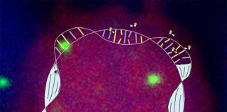La proteína PARP1 podría ser la responsable de llamarnos al sueño para reparar los daños diarios al ADN Durante las horas de vigilia, la acumulación de daño en el ADN en las neuronas aumenta el cansancio. Actuando como una "antena", la proteína PARP1 detecta y marca las roturas del ADN en las células, impulsa el sueño y recluta sistemas de reparación