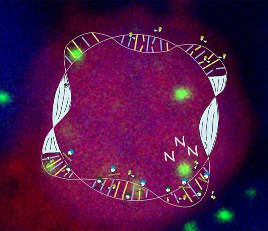 La proteína PARP1 podría ser la responsable de llamarnos al sueño para reparar los daños diarios al ADN Durante las horas de vigilia, la acumulación de daño en el ADN en las neuronas aumenta el cansancio. Actuando como una "antena", la proteína PARP1 detecta y marca las roturas del ADN en las células, impulsa el sueño y recluta sistemas de reparación