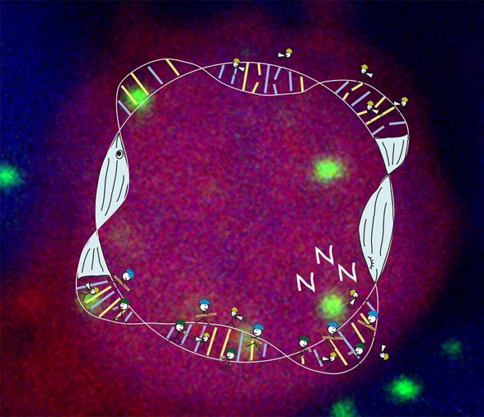 Durante las horas de vigilia, la acumulación de daño en el ADN en las neuronas aumenta el cansancio. Actuando como una "antena", la proteína PARP1 detecta y marca las roturas del ADN en las células, impulsa el sueño y recluta sistemas de reparación Durante las horas de vigilia, la acumulación de daño en el ADN en las neuronas aumenta el cansancio. Actuando como una "antena", la proteína PARP1 detecta y marca las roturas del ADN en las células, impulsa el sueño y recluta sistemas de reparación