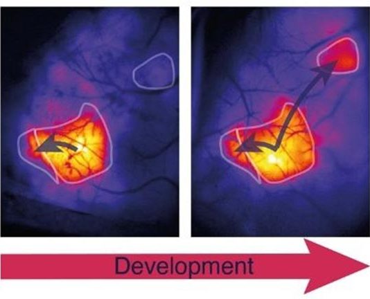 Ratones: El córtex del cerebro aprende a establecer conexiones sólo cuando son necesarias La activación de las áreas de la corteza del cerebro aumenta progresivamente durante el desarrollo posnatal de los ratones