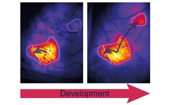 La activación de las áreas de la corteza del cerebro aumenta progresivamente durante el desarrollo posnatal de los ratones La activación de las áreas de la corteza del cerebro aumenta progresivamente durante el desarrollo posnatal de los ratones