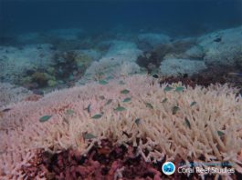 Impactos de múltiples extremos climáticos en la Gran Barrera de Coral Arrecife blanqueado en la Gran Barrera de Coral en 2020