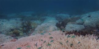 Impactos de múltiples extremos climáticos en la Gran Barrera de Coral Arrecife blanqueado en la Gran Barrera de Coral en 2020