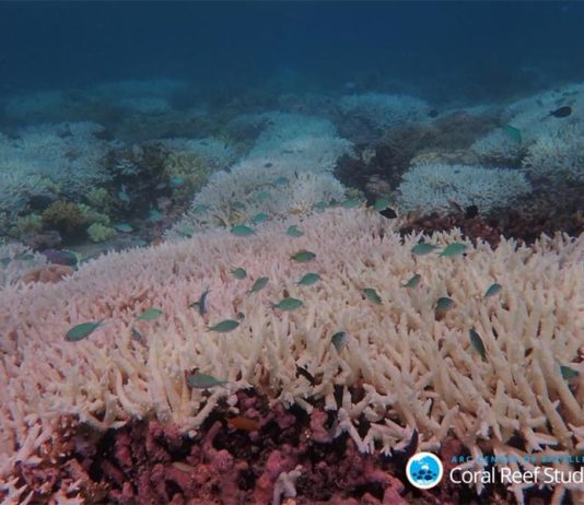 Impactos de múltiples extremos climáticos en la Gran Barrera de Coral Arrecife blanqueado en la Gran Barrera de Coral en 2020
