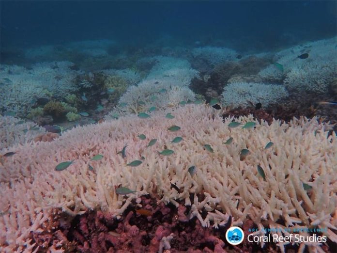 Arrecife blanqueado en la Gran Barrera de Coral en 2020