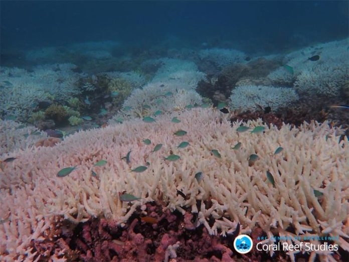 Arrecife blanqueado en la Gran Barrera de Coral en 2020 Arrecife blanqueado en la Gran Barrera de Coral en 2020