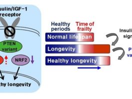 Modificar ligeramente la proteína PTEN conduce a una vida más larga y saludable en un gusano Modificar ligeramente la proteína PTEN conduce a una vida más larga y saludable en un gusano