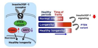 Modificar ligeramente la proteína PTEN conduce a una vida más larga y saludable en un gusano Modificar ligeramente la proteína PTEN conduce a una vida más larga y saludable en un gusano