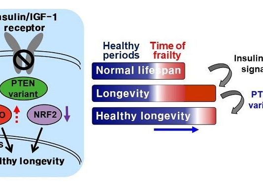 Modificar ligeramente la proteína PTEN conduce a una vida más larga y saludable en un gusano Modificar ligeramente la proteína PTEN conduce a una vida más larga y saludable en un gusano