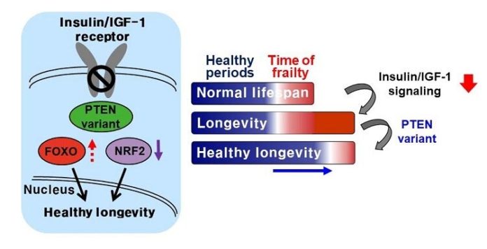 Modificar ligeramente la proteína PTEN conduce a una vida más larga y saludable en un gusano