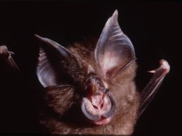 Hallan coronavirus relacionados con el SARS-CoV-2 en murciélagos camboyanos de 2010 Un equipo de científicos ha identificado coronavirus estrechamente relacionados con el SARS-CoV-2 de los murciélagos Rhinolophus shameli muestreados en Camboya hace más de una década