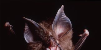 Hallan coronavirus relacionados con el SARS-CoV-2 en murciélagos camboyanos de 2010 Un equipo de científicos ha identificado coronavirus estrechamente relacionados con el SARS-CoV-2 de los murciélagos Rhinolophus shameli muestreados en Camboya hace más de una década