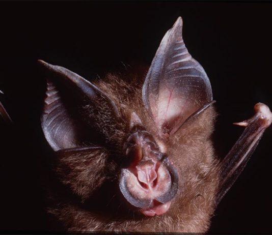 Hallan coronavirus relacionados con el SARS-CoV-2 en murciélagos camboyanos de 2010 Un equipo de científicos ha identificado coronavirus estrechamente relacionados con el SARS-CoV-2 de los murciélagos Rhinolophus shameli muestreados en Camboya hace más de una década