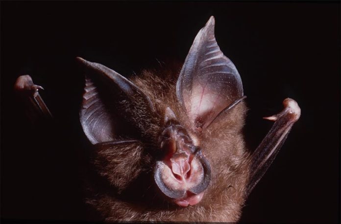Un equipo de científicos ha identificado coronavirus estrechamente relacionados con el SARS-CoV-2 de los murciélagos Rhinolophus shameli muestreados en Camboya hace más de una década