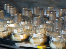 ¿Bacterias ávidas de azúcar para sintetizar biocombustibles sostenibles? ¿Bacterias ávidas de azúcar para sintetizar biocombustibles sostenibles?