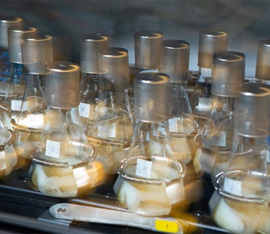 ¿Bacterias ávidas de azúcar para sintetizar biocombustibles sostenibles? ¿Bacterias ávidas de azúcar para sintetizar biocombustibles sostenibles?