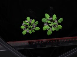 Las bacterias emplean el azufre para crear en plantas tolerancia a la sal El equipo de investigación trató la planta Arabidopsis (que se muestra arriba) con una cepa de bacterias especialmente seleccionada para estimular su crecimiento en condiciones de estrés por sal