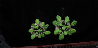 Las bacterias emplean el azufre para crear en plantas tolerancia a la sal El equipo de investigación trató la planta Arabidopsis (que se muestra arriba) con una cepa de bacterias especialmente seleccionada para estimular su crecimiento en condiciones de estrés por sal