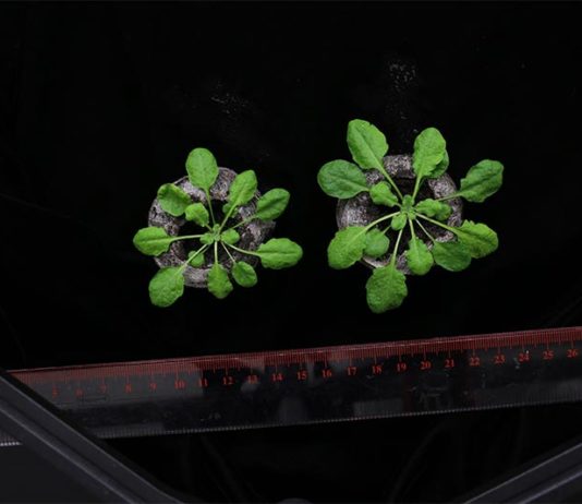 Las bacterias emplean el azufre para crear en plantas tolerancia a la sal El equipo de investigación trató la planta Arabidopsis (que se muestra arriba) con una cepa de bacterias especialmente seleccionada para estimular su crecimiento en condiciones de estrés por sal