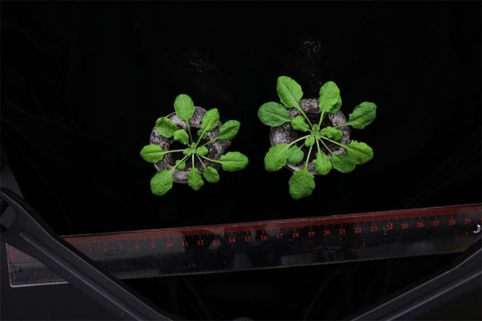 El equipo de investigación trató la planta Arabidopsis (que se muestra arriba) con una cepa de bacterias especialmente seleccionada para estimular su crecimiento en condiciones de estrés por sal El equipo de investigación trató la planta Arabidopsis (que se muestra arriba) con una cepa de bacterias especialmente seleccionada para estimular su crecimiento en condiciones de estrés por sal
