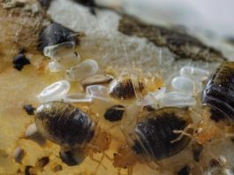 Se descubre que los lípidos de la piel humana repelen a las chinches A diferencia de otras plagas humanas, las chinches sólo se alimentan de sus anfitriones por un corto tiempo antes de alejarse para esconderse, hasta que sea la hora de su próxima comida