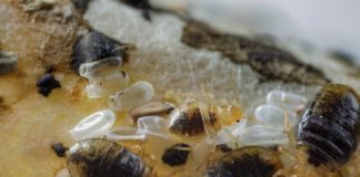 Se descubre que los lípidos de la piel humana repelen a las chinches A diferencia de otras plagas humanas, las chinches sólo se alimentan de sus anfitriones por un corto tiempo antes de alejarse para esconderse, hasta que sea la hora de su próxima comida