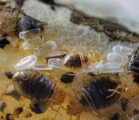 Se descubre que los lípidos de la piel humana repelen a las chinches A diferencia de otras plagas humanas, las chinches sólo se alimentan de sus anfitriones por un corto tiempo antes de alejarse para esconderse, hasta que sea la hora de su próxima comida