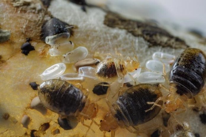 A diferencia de otras plagas humanas, las chinches sólo se alimentan de sus anfitriones por un corto tiempo antes de alejarse para esconderse, hasta que sea la hora de su próxima comida