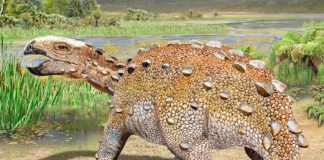 Nueva especie de dinosaurio en Chile tenía una cola cortante única Esta ilustración proporcionada por Mauricio Alvarez muestra un Stegouros, un dinosaurio