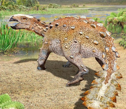 Nueva especie de dinosaurio en Chile tenía una cola cortante única Esta ilustración proporcionada por Mauricio Alvarez muestra un Stegouros, un dinosaurio