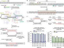 Nuevo sistema de edición, Twin Prime (twinPE), inserta genes completos en células humanas Edición de genes Twin Prime (twinPE)